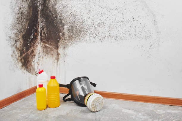 Trusted Gainesville, TX Mold Prevention & Removal  Experts