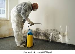 Why You Should Choose Our Mold Remediation Services in Gainesville, TX